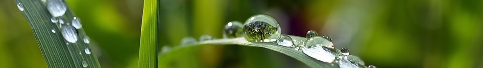 gras